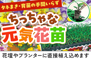 元気花苗