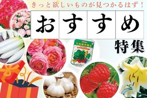 カテゴリ特集