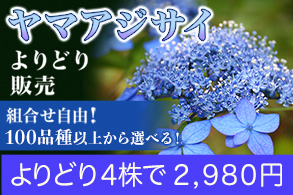 ヤマアジサイよりどり販売