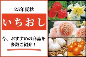 カテゴリ特集