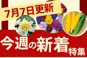新着特集