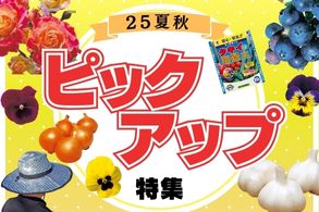 カテゴリ特集