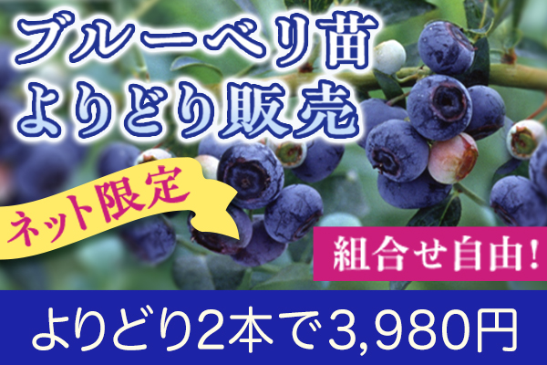 ブルーベリーよりどり販売