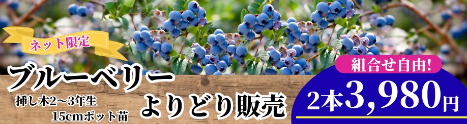 ブルーベリーよりどり販売