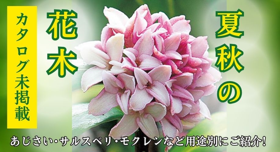 カタログ未掲載