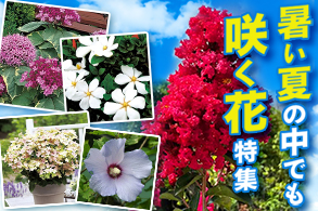 暑さに強い