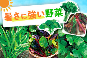 暑さに強い野菜タネ