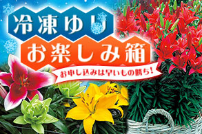 冷凍ゆりお楽しみ箱