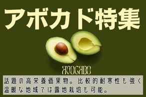 アボカド