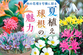 夏植え秋咲球根の魅力