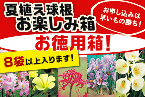 夏植え秋咲宝箱