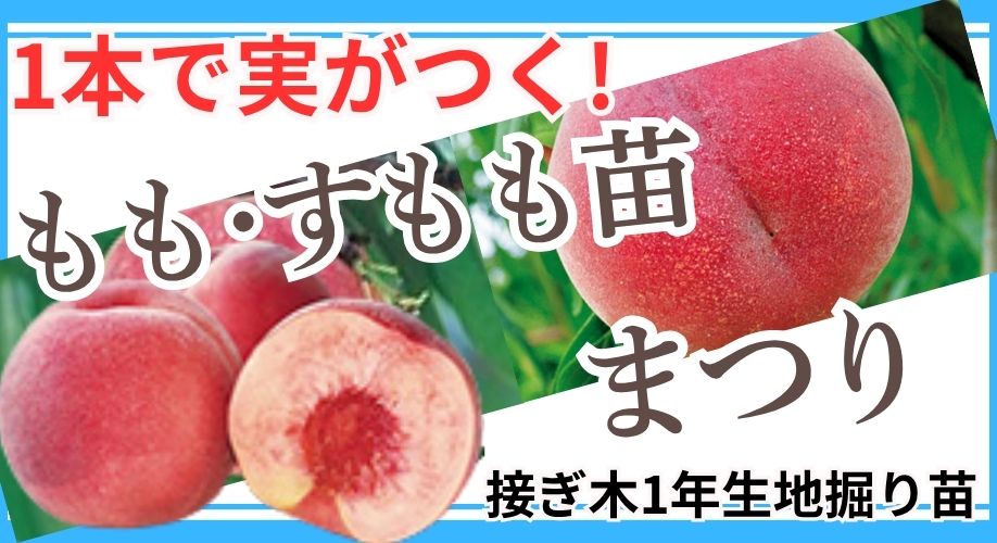モモ・すももまつり