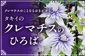 クレマチス