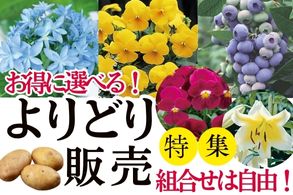 よりどり販売