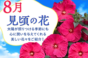旬の花