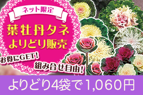 葉牡丹よりどり