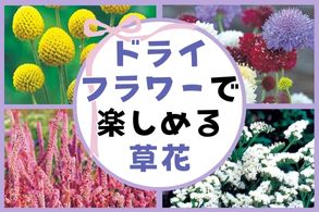ドライフラワーで楽しめる草花