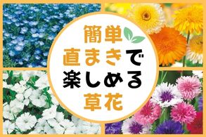 簡単直まきで楽しめる草花