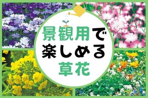 景観用で楽しめる草花