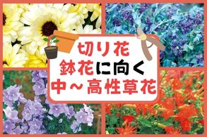 切り花、鉢花に向く中～高性草花