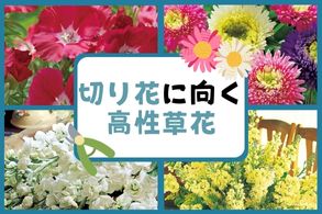 切り花に向く高性草花