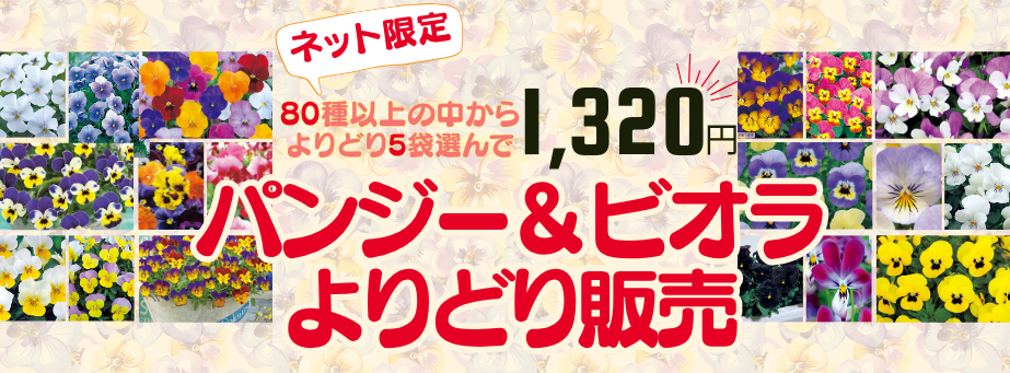 パンジー＆ビオラ アソート販売