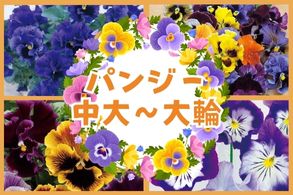 パンジー 中大～大輪パンジー