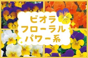 ビオラフローラルパワー系