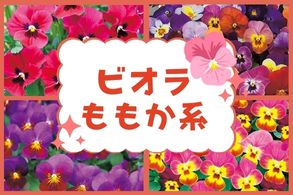 ビオラももか系