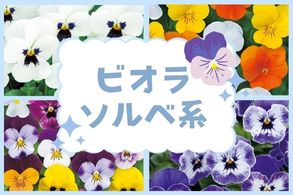 ビオラ ソルベ系