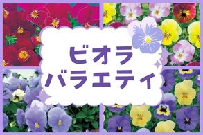 ビオラバラエティ