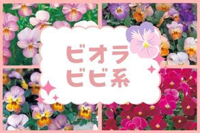 ビオラビビ系