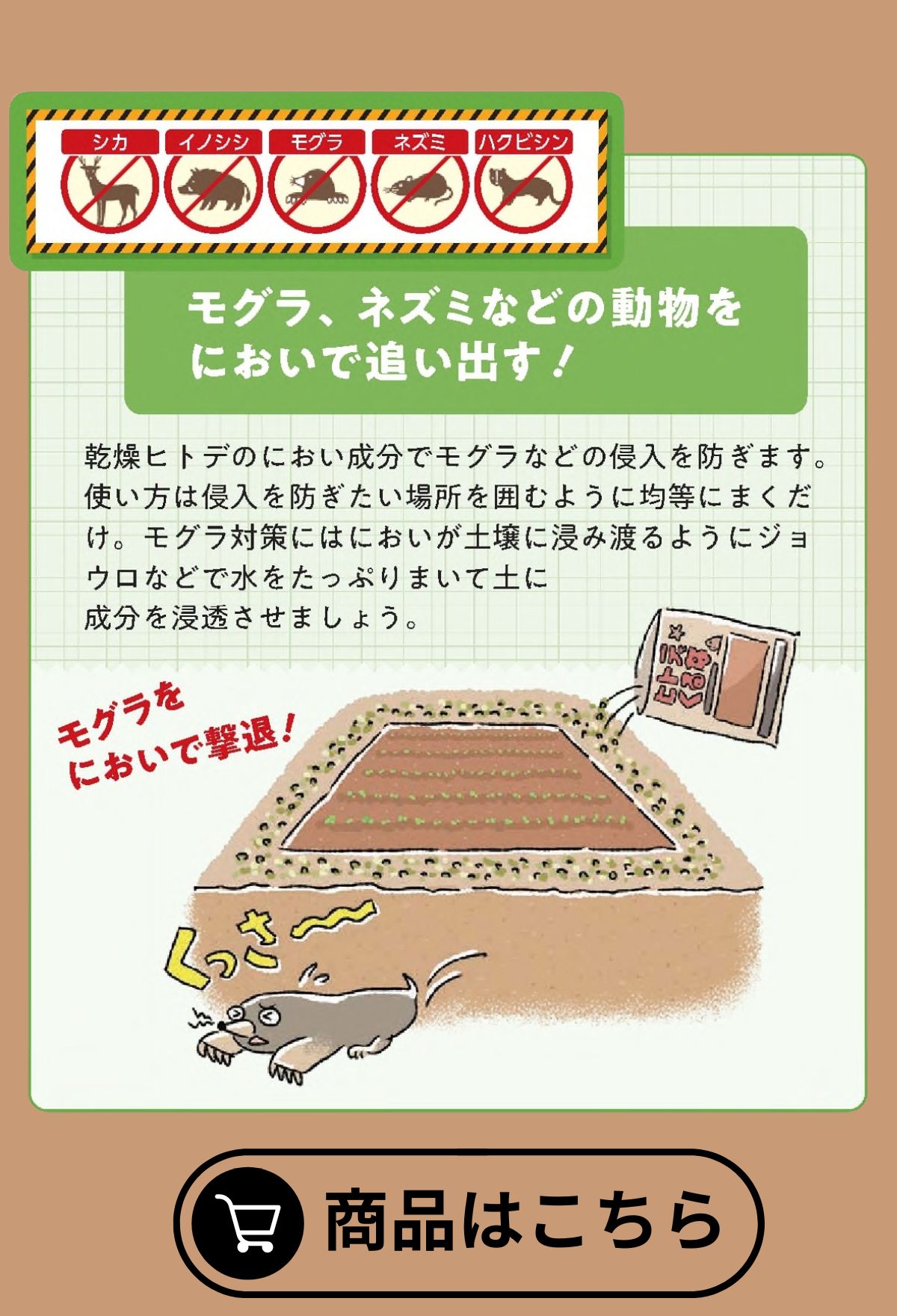ヒトデでくるな