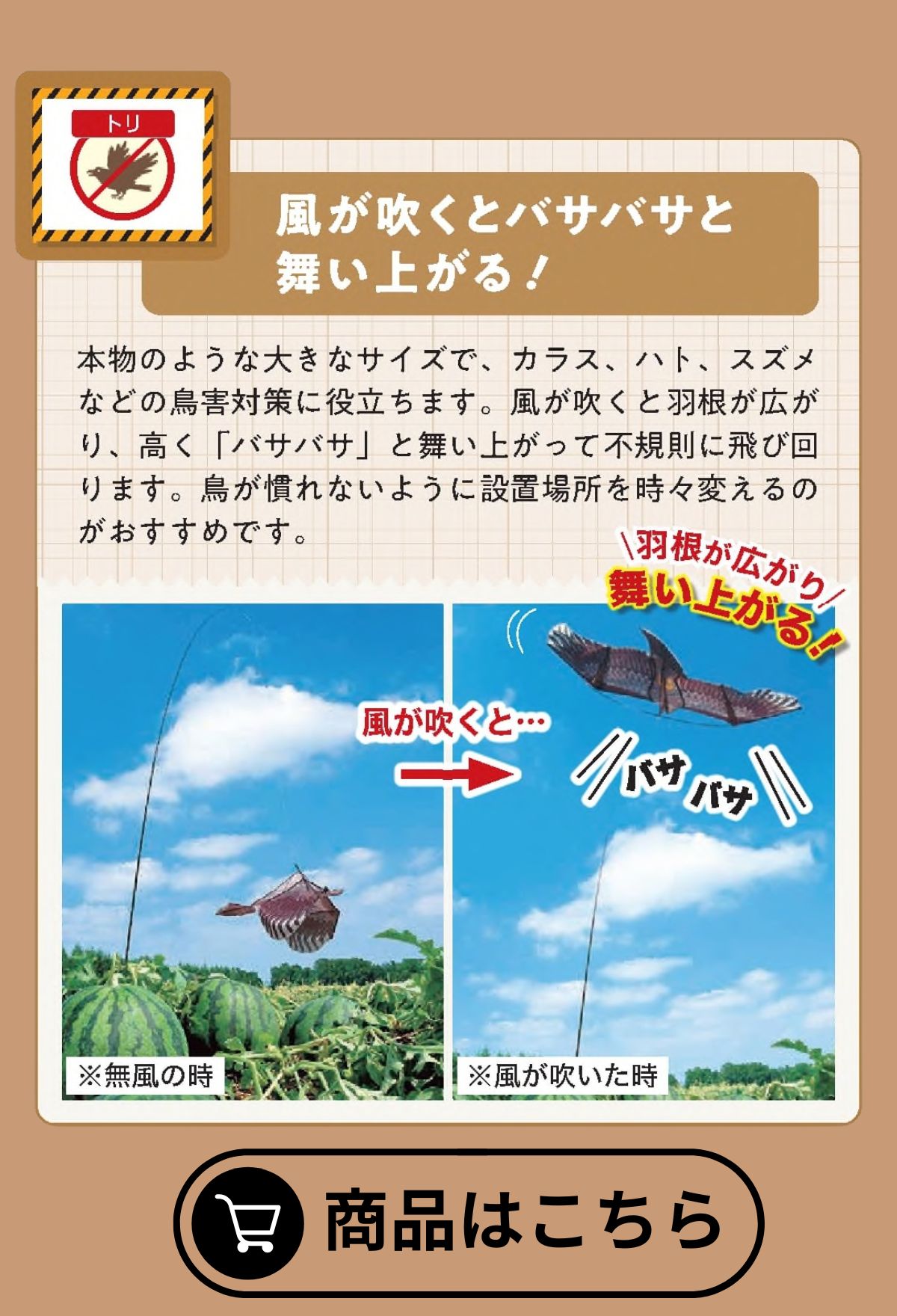 カイト鷹