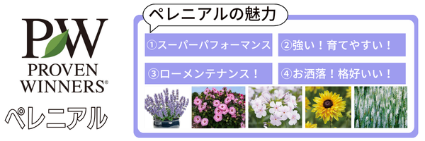 【ペレニアル】