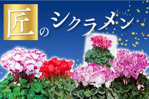 冬の花の女王　シクラメン