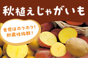 じゃがいも