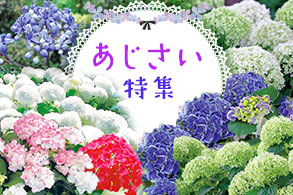 あじさい