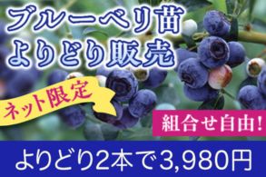ブルーベリーよりどり販売