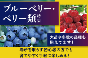 ブルーベリー