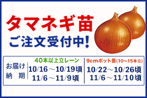 タマネギ苗