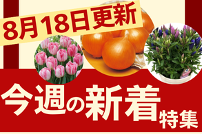 新着特集