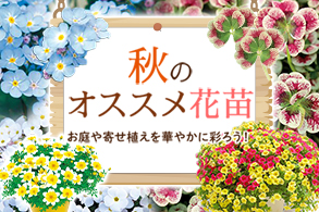 花苗