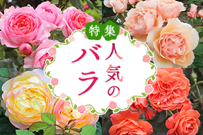 バラ集