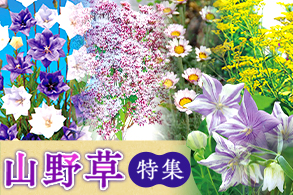 山野草特集