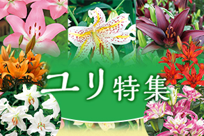 ゆり球根