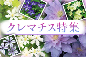 クレマチス