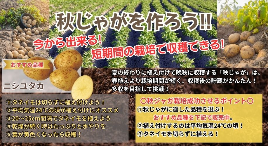 秋じゃがを作ろう!!