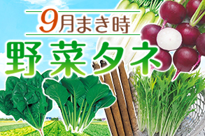今まき時