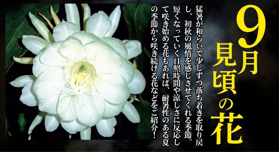 今、旬の花特集